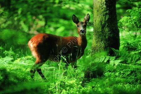 SAUVONS LA NATURE !!!